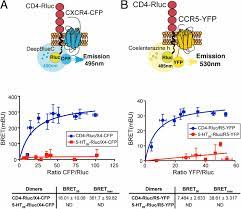 That several other genes can perform the same function.'4. Ccr5 Cd4 Cxcr4 Oligomerization Prevents Hiv 1 Gp120iiib Binding To The Cell Surface Pnas