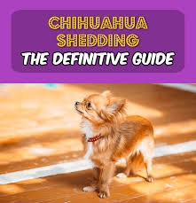Chihuahua Shedding The Definitive Guide