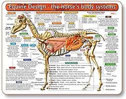 Equine Design The Horses Body Systems A Double Sided Laminated Horse Anatomy Chart A Learning And Teaching Chart