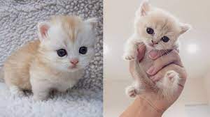Welcome to cute cats & kittens page | this is a page for people who love cats only. Baby Cats Funny And Cute Cat Videos Compilation 2019 Youtube