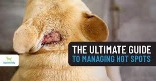 hot spots on dogs the ultimate guide