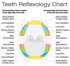 Teeth Reflexology Chart Permanent Teeth And Their Corresponding