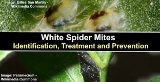 White Spider Mites