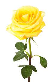 premium photo single yellow rose
