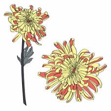 chrysanthemum flowers tattoo vector