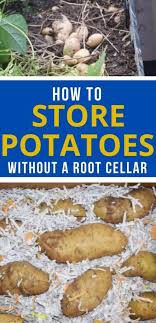 Storing Potatoes For Winter