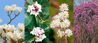 Fragrant Trees And Shrubs For A Year