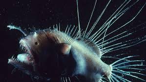 Fanfin Anglerfish Deep Sea Fishes Caulophryne Sp At The