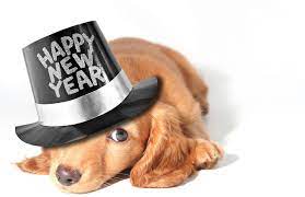 Happy new year & puppy photoshoot. 12 Puppy New Year Ideas Happy New Year Dog Dogs Newyear