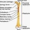 This is an online quiz called long bone diagram labeling. 1