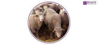 wool an introduction physical and
