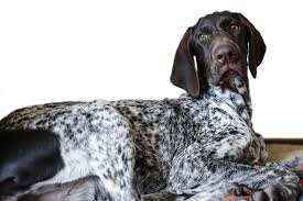 Faithful, spirited and friendly, it likes and mixes well with children. Bringing Home A Puppy The Complete Guide German Shorthaired Pointer Blog