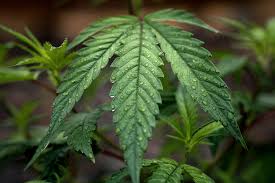 marijuana termesztés büntetése