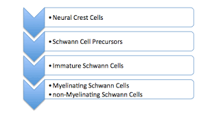 Perisynaptic Schwann Cells Wikipedia