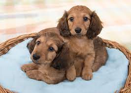 miniature long haired dachshunds from