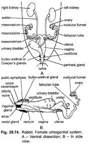 I have certain doubt regarding female reproductive system (1) there are two ovaries in female reproductive system and in video. Reproductive System Of Rabbit With Diagram Chordata Zoology