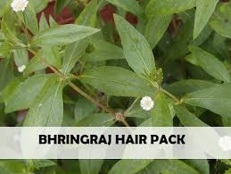 Image result for bhringraj