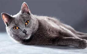 chartreux a cat with orange eyes