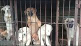 【韓国】犬肉の悲劇…ポシンタン屋１６６６カ所、年間３８万匹を食べた