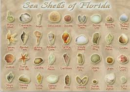 Printable Seashell Identification Chart Florida Mexico