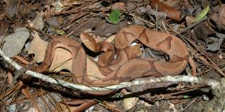 snake removal control services in st