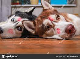 husky dogs with red lipstick marks kiss