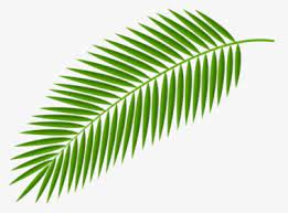 palm tree leaf png images transpa