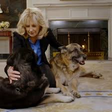 A statement from the president and first lady jill biden said the german shepherd died. Puppy Bowl Xvii Will Feature Champ And Major Biden And A Message From The First Lady Wkrc