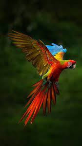 hd flying macaw wallpapers peakpx