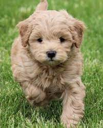 They come with a 7 day health guarantee and a 2 year genetic guarantee. The Miniature Goldendoodle Goldendoodle Puppy Mini Goldendoodle Puppies Miniature Dogs