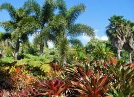 Protect Tropical Plants In The Winter