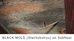 types of mold charlotte crawle