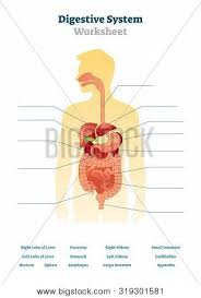The autonomic nervous system keeps your heart beating and your lungs breathing automatically without you even having to think about doing those things. Digestive System Vector Photo Free Trial Bigstock