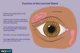 lacrimal gland anatomy function and