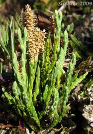 Alpine Club Moss: Lycopodium alpinum (Synonyms: Diphasiastrum ...