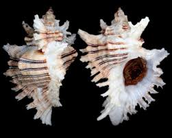 Image result for chicoreus brevifrons