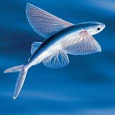 Летающие Рыбы | Факты о животных и мире | Дзен