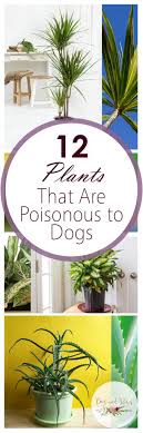 12 Poisonous Plants For Dogs Bees