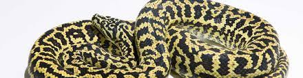 zebra carpet pythons morelia spilota