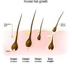 information and hair biology esthecin