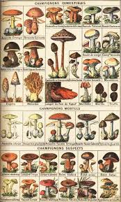 French Edible Mushroom Chart In 2019 Stuffed Mushrooms
