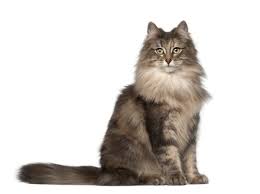 Characteristics, history, care tips coat color: A Beginner S Guide To The Norwegian Forest Cat Catipilla
