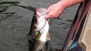 For many anglers, jigs are considered the best lures for river fishing near the mouth of a river, in areas of slower current, and near shorelines for walleye. The Setup Ideal Rod Reel Line Combos For All Presentations The Ultimate Bass Fishing Resource Guide Llc