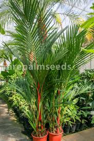 cyrtostachys renda sealing wax palm
