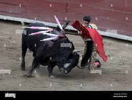 El torero español Alejandro Talavante se arrodilla frente a un toro durante  una corrida de toros en la histórica plaza de ocho en Lima, el 1 de  noviembre de 2015. REUTERS/Guadalupe Pardo
