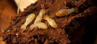 Mulch And Termites Can Mulch Endanger