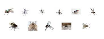 types of flies do it yourself pest