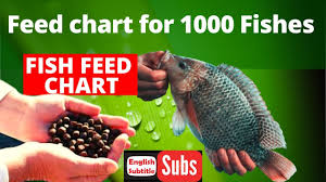 feed chart for 1000 fishes in fish