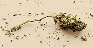 And, more importantly, it's incredibly easy for clients to pay you. Can You Smoke Weed Stems Here S What Happens