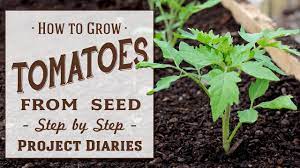 how to grow tomatoes from seed a